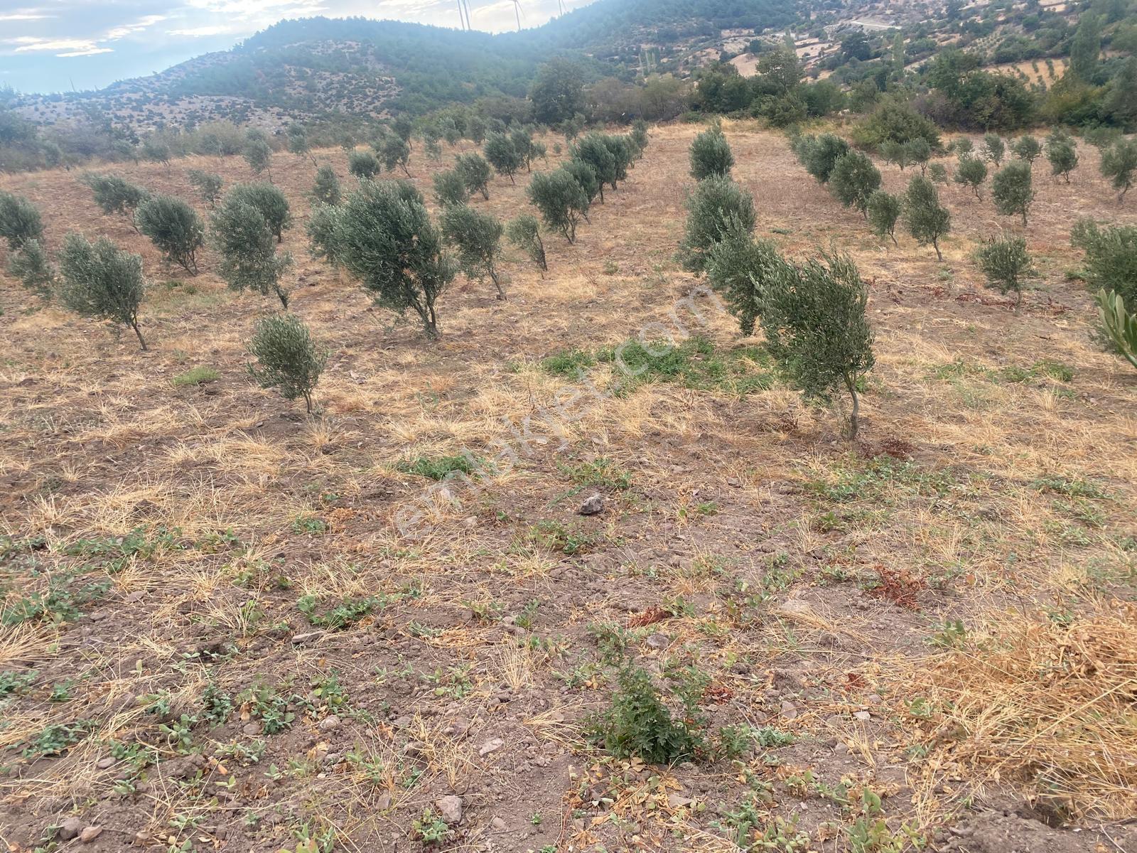 Yalnızdam Mahallesi'nde Satılık Zeytinlik - Görsel 2