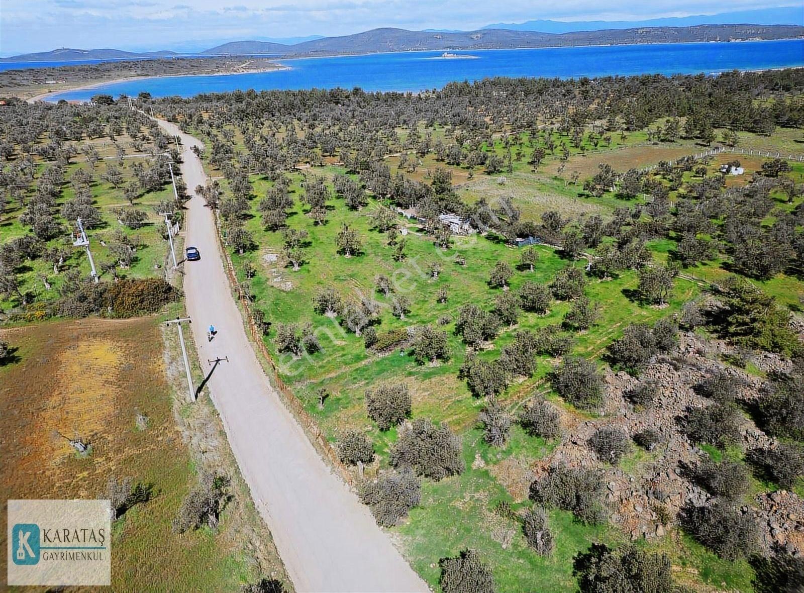 Cunda Adasında Pateriça Yolu Üzerinde Denize Yakın Zeytinlik - Görsel 17