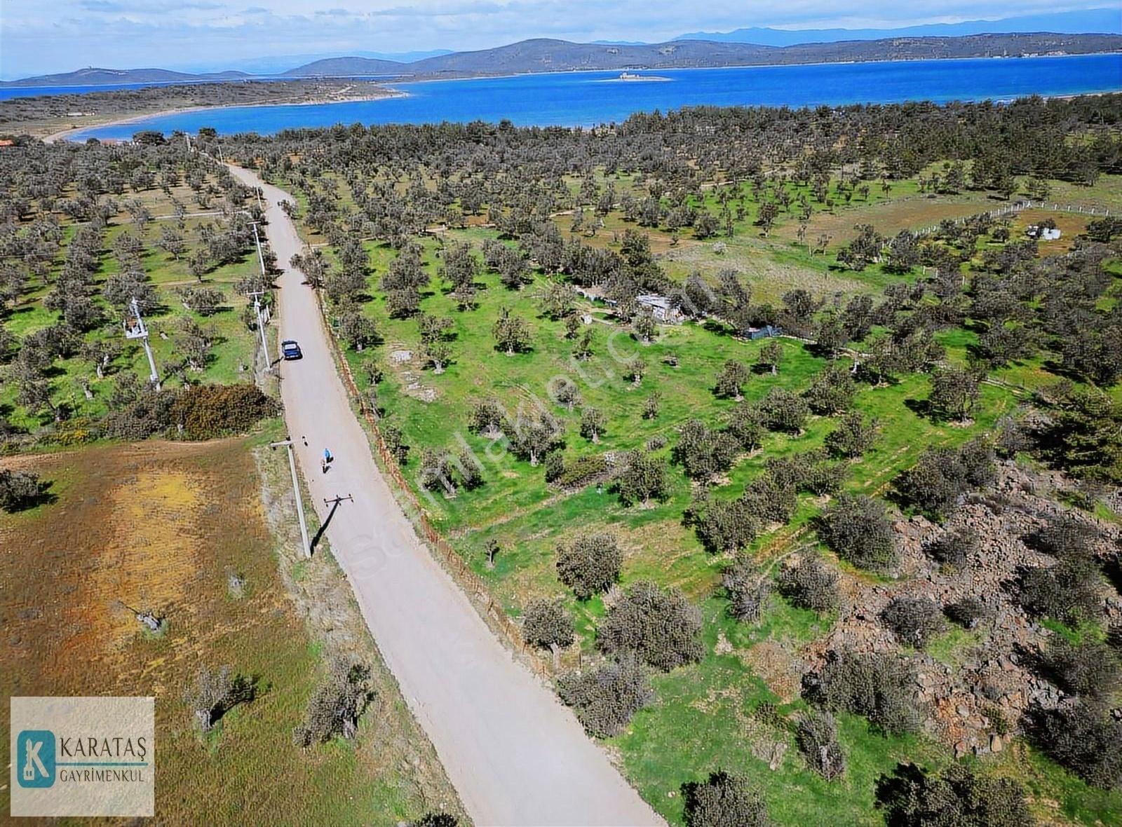 Cunda Adasında Pateriça Yolu Üzerinde Denize Yakın Zeytinlik - Görsel 10