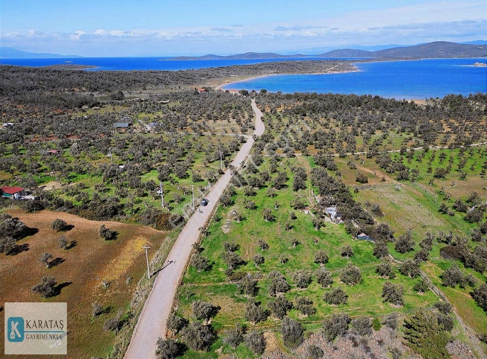 Cunda Adasında Pateriça Yolu Üzerinde Denize Yakın Zeytinlik - Görsel 4