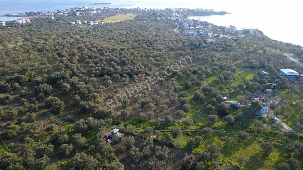 Aşağışakranda Uygulama İçerisinde İmara Açılacak 2400m2 Zeytinli - Görsel 12