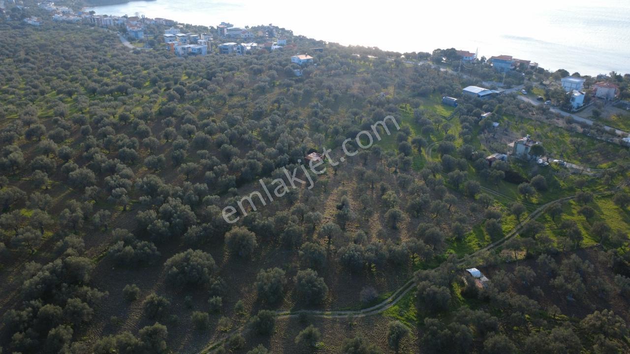 Aşağışakranda Uygulama İçerisinde İmara Açılacak 2400m2 Zeytinli - Görsel 14