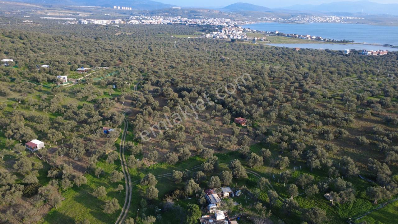 Aşağışakranda Uygulama İçerisinde İmara Açılacak 2400m2 Zeytinli - Görsel 16