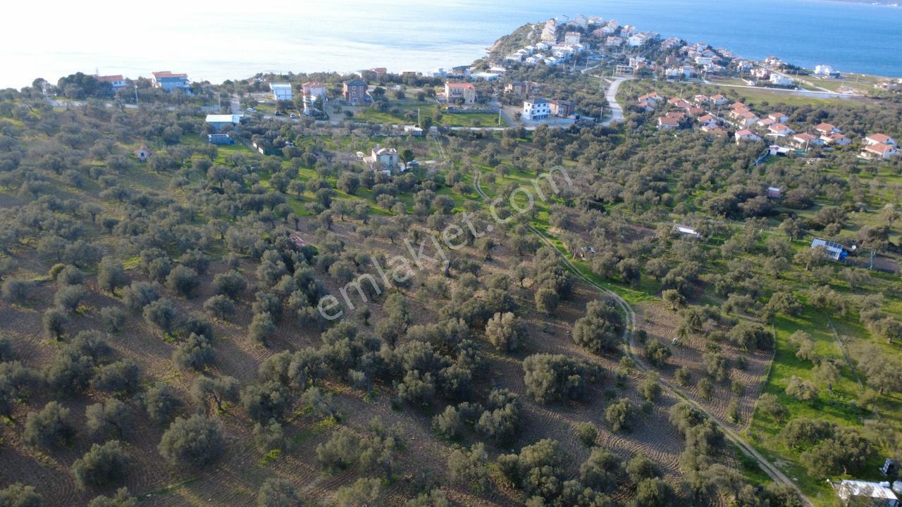 Aşağışakranda Uygulama İçerisinde İmara Açılacak 2400m2 Zeytinli - Görsel 6