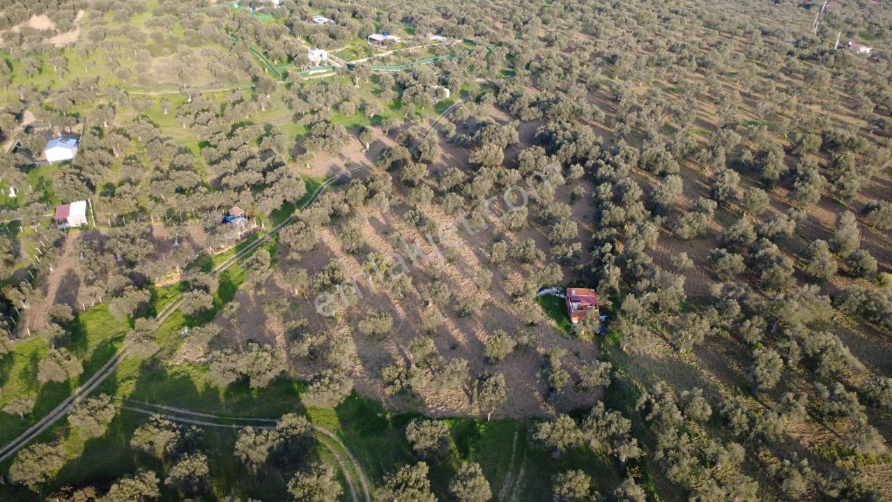 Aşağışakranda Uygulama İçerisinde İmara Açılacak 2400m2 Zeytinli - Görsel 19