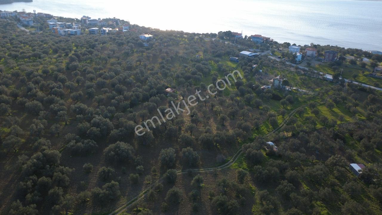 Aşağışakranda Uygulama İçerisinde İmara Açılacak 2400m2 Zeytinli - Görsel 8