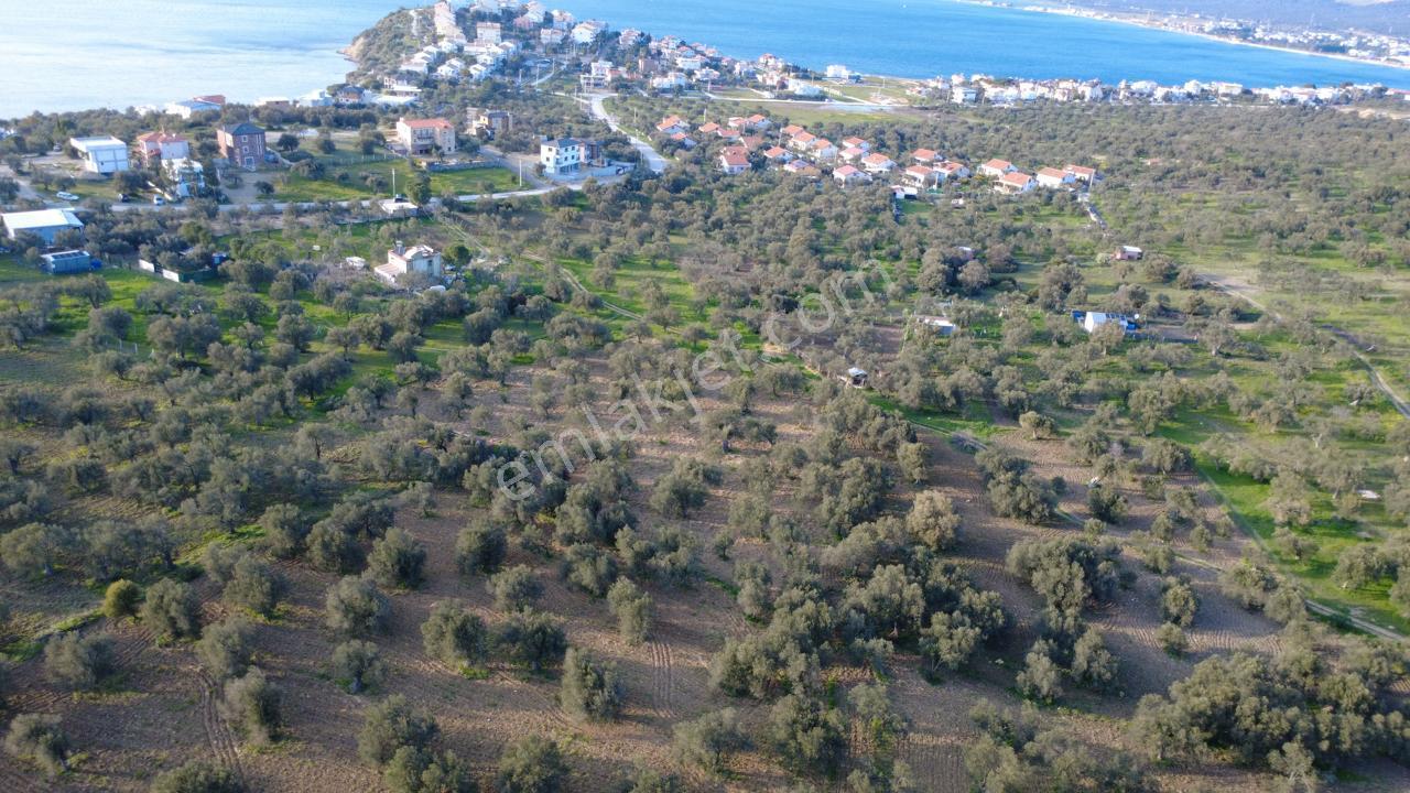 Aşağışakranda Uygulama İçerisinde İmara Açılacak 2400m2 Zeytinli - Görsel 5