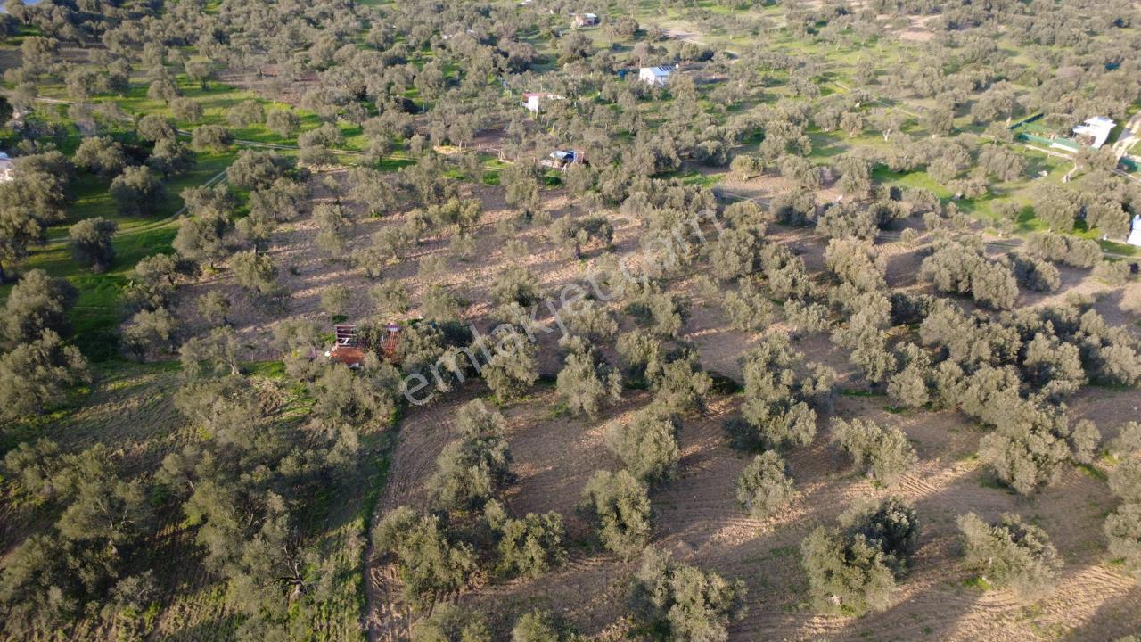 Aşağışakranda Uygulama İçerisinde İmara Açılacak 2400m2 Zeytinli - Görsel 22