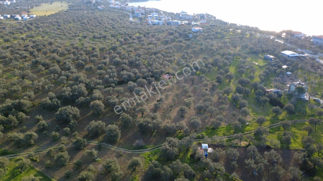 Aşağışakranda Uygulama İçerisinde İmara Açılacak 2400m2 Zeytinli - Görsel 10