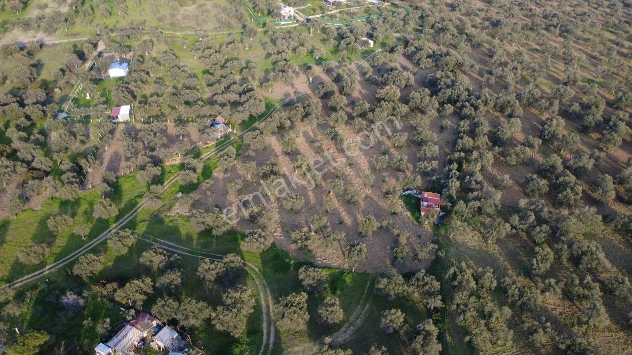 Aşağışakranda Uygulama İçerisinde İmara Açılacak 2400m2 Zeytinli - Görsel 2