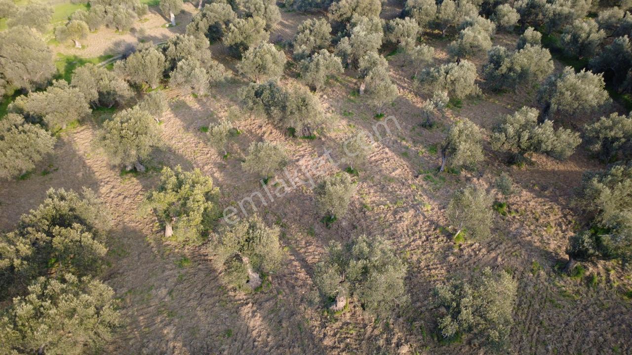 Aşağışakranda Uygulama İçerisinde İmara Açılacak 2400m2 Zeytinli - Görsel 29