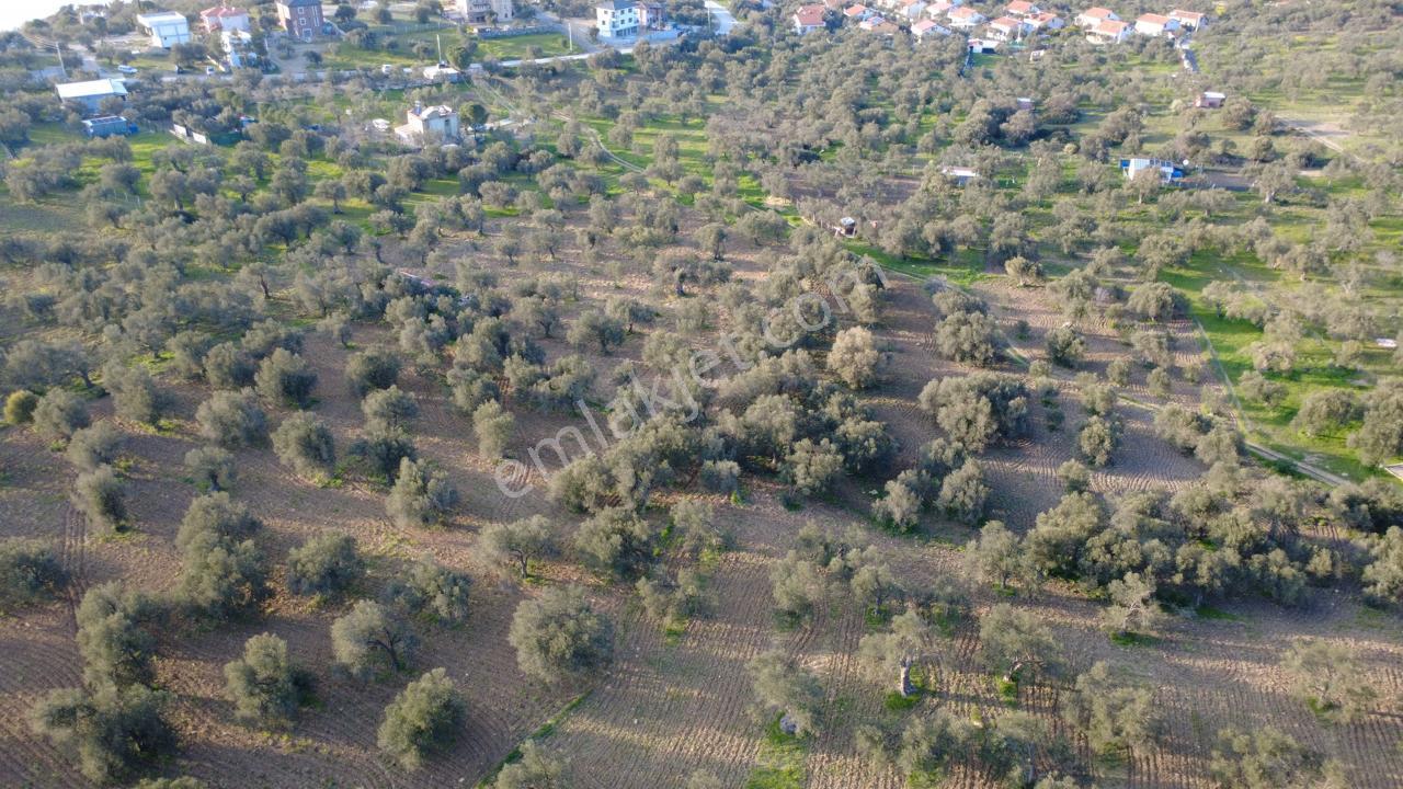 Aşağışakranda Uygulama İçerisinde İmara Açılacak 2400m2 Zeytinli - Görsel 23