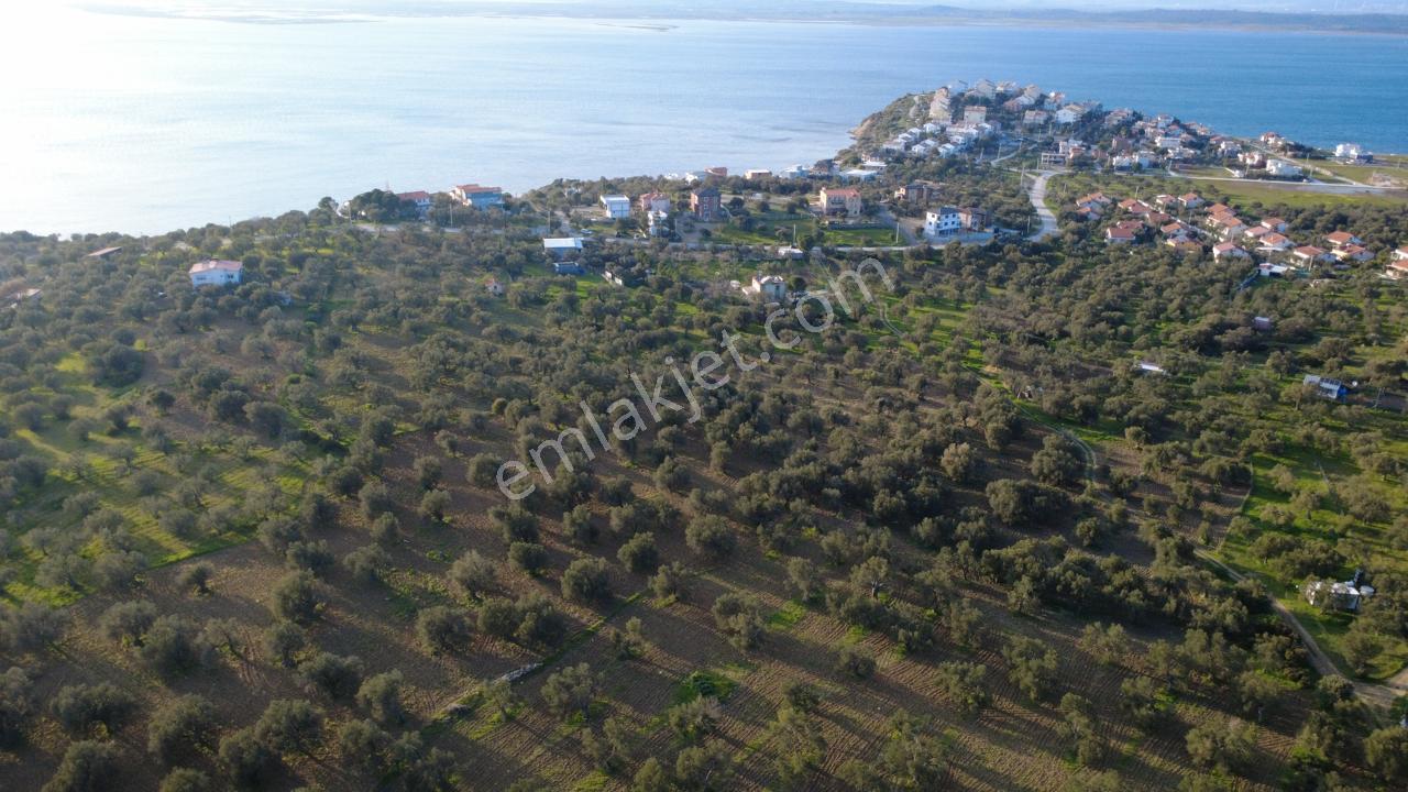 Aşağışakranda Uygulama İçerisinde İmara Açılacak 2400m2 Zeytinli - Görsel 25