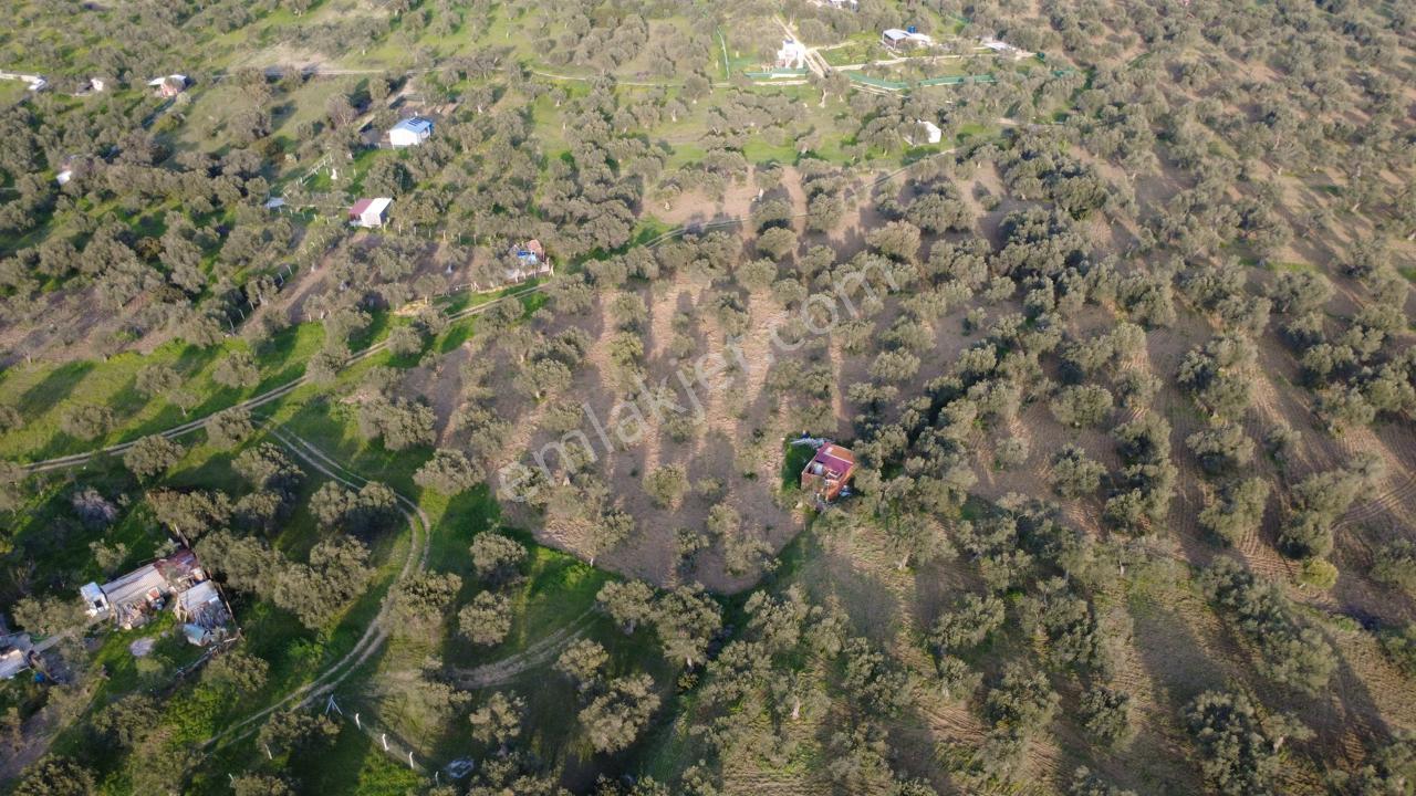 Aşağışakranda Uygulama İçerisinde İmara Açılacak 2400m2 Zeytinli