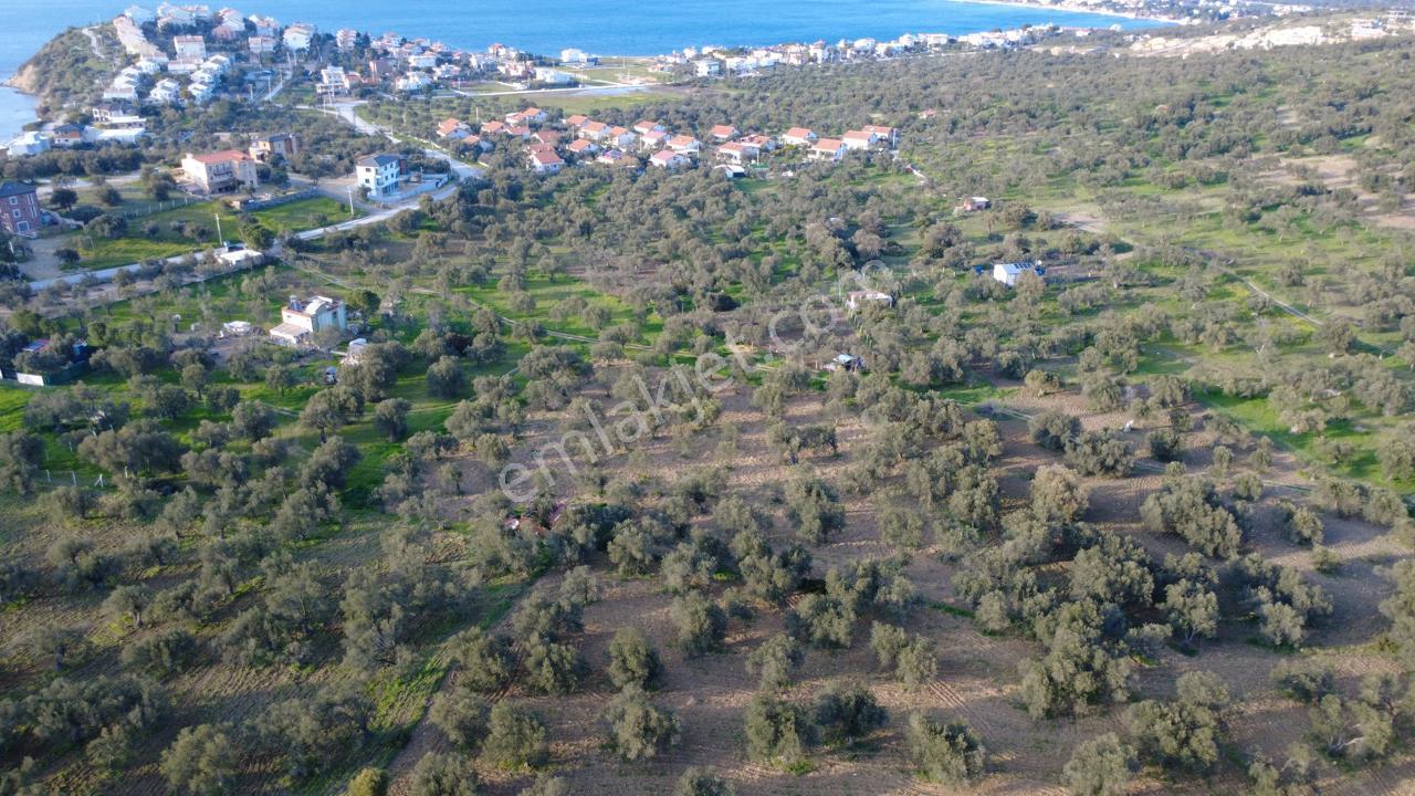 Aşağışakranda Uygulama İçerisinde İmara Açılacak 2400m2 Zeytinli - Görsel 4