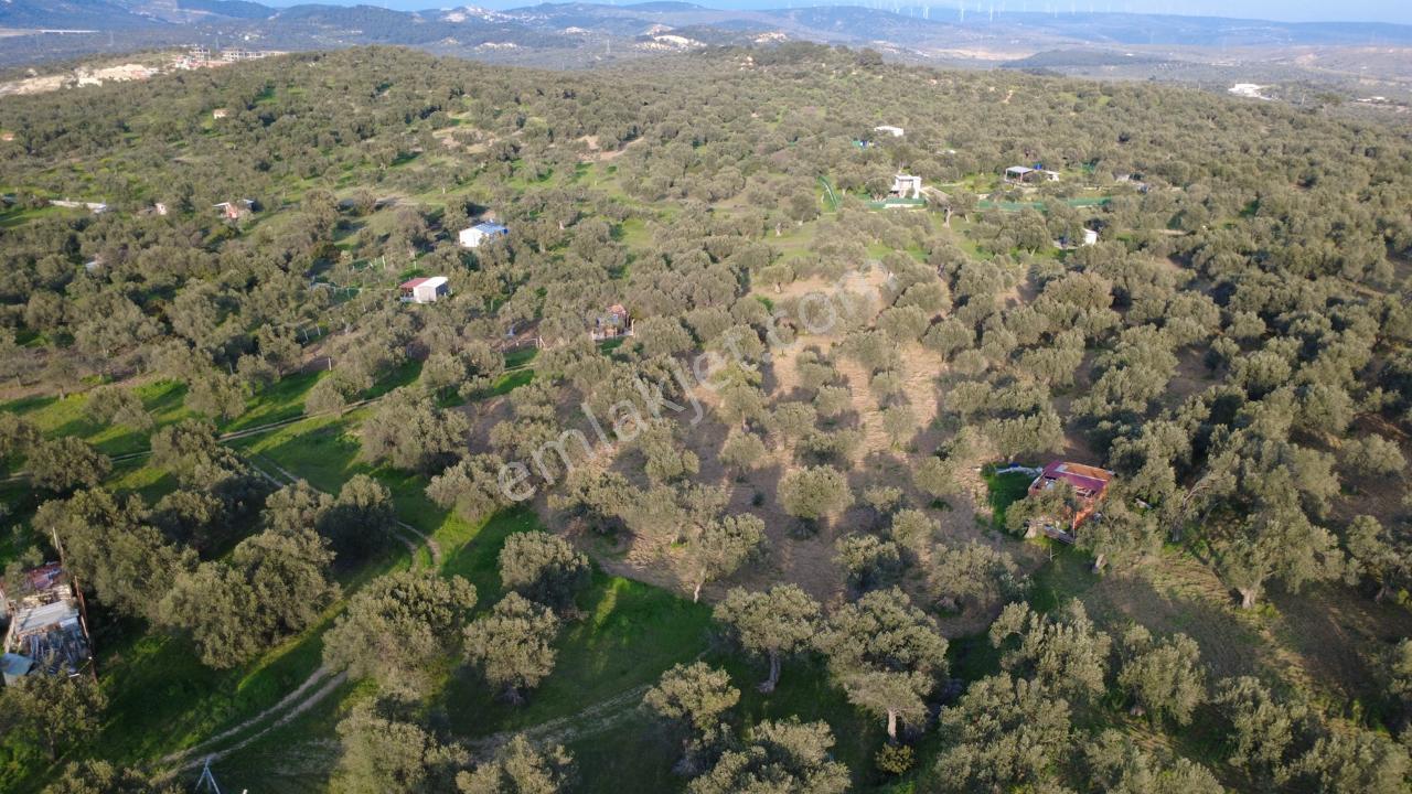 Aşağışakranda Uygulama İçerisinde İmara Açılacak 2400m2 Zeytinli - Görsel 32