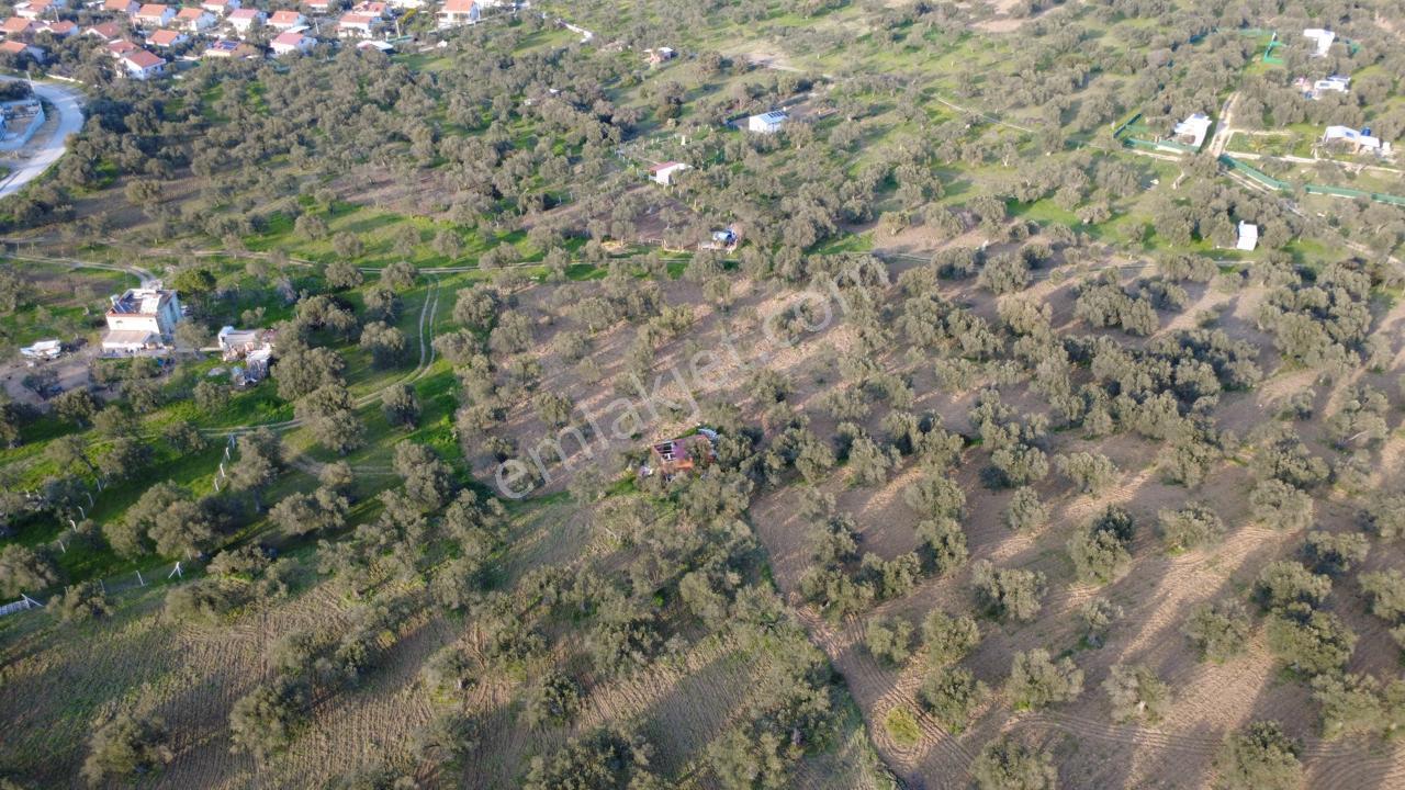 Aşağışakranda Uygulama İçerisinde İmara Açılacak 2400m2 Zeytinli - Görsel 9