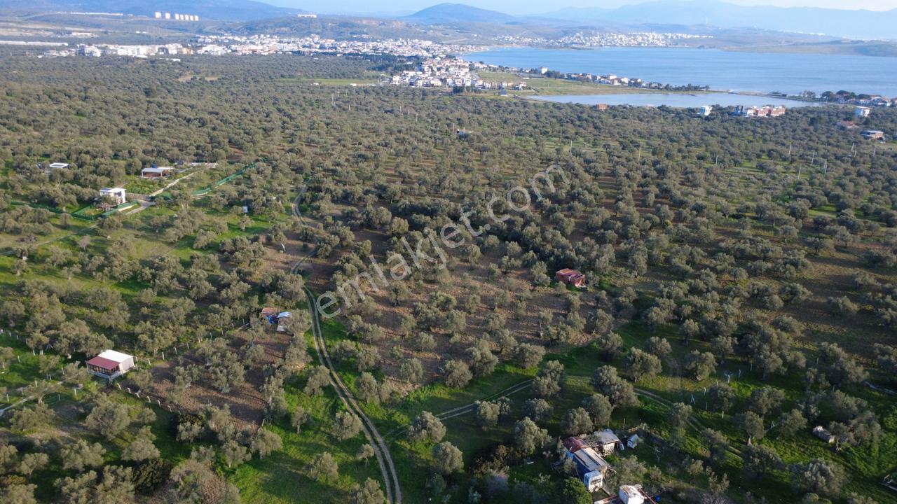 Aşağışakranda Uygulama İçerisinde İmara Açılacak 2400m2 Zeytinli - Görsel 15