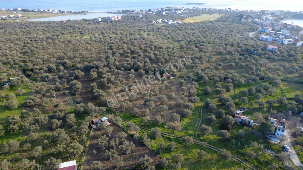 Aşağışakranda Uygulama İçerisinde İmara Açılacak 2400m2 Zeytinli - Görsel 13
