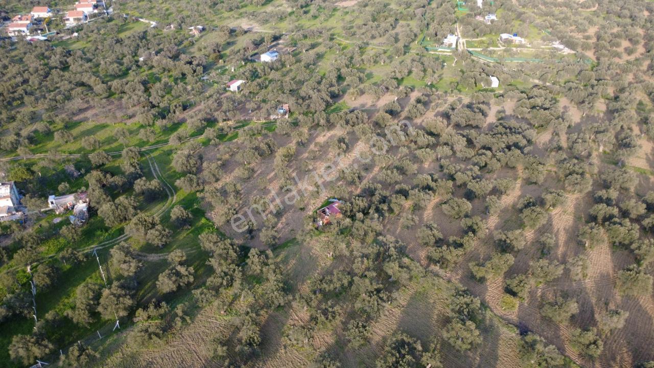 Aşağışakranda Uygulama İçerisinde İmara Açılacak 2400m2 Zeytinli - Görsel 3