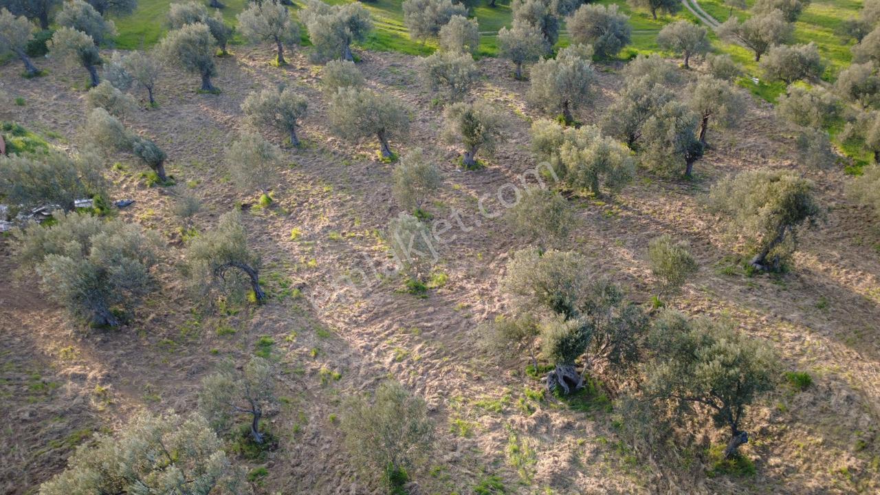 Aşağışakranda Uygulama İçerisinde İmara Açılacak 2400m2 Zeytinli - Görsel 31