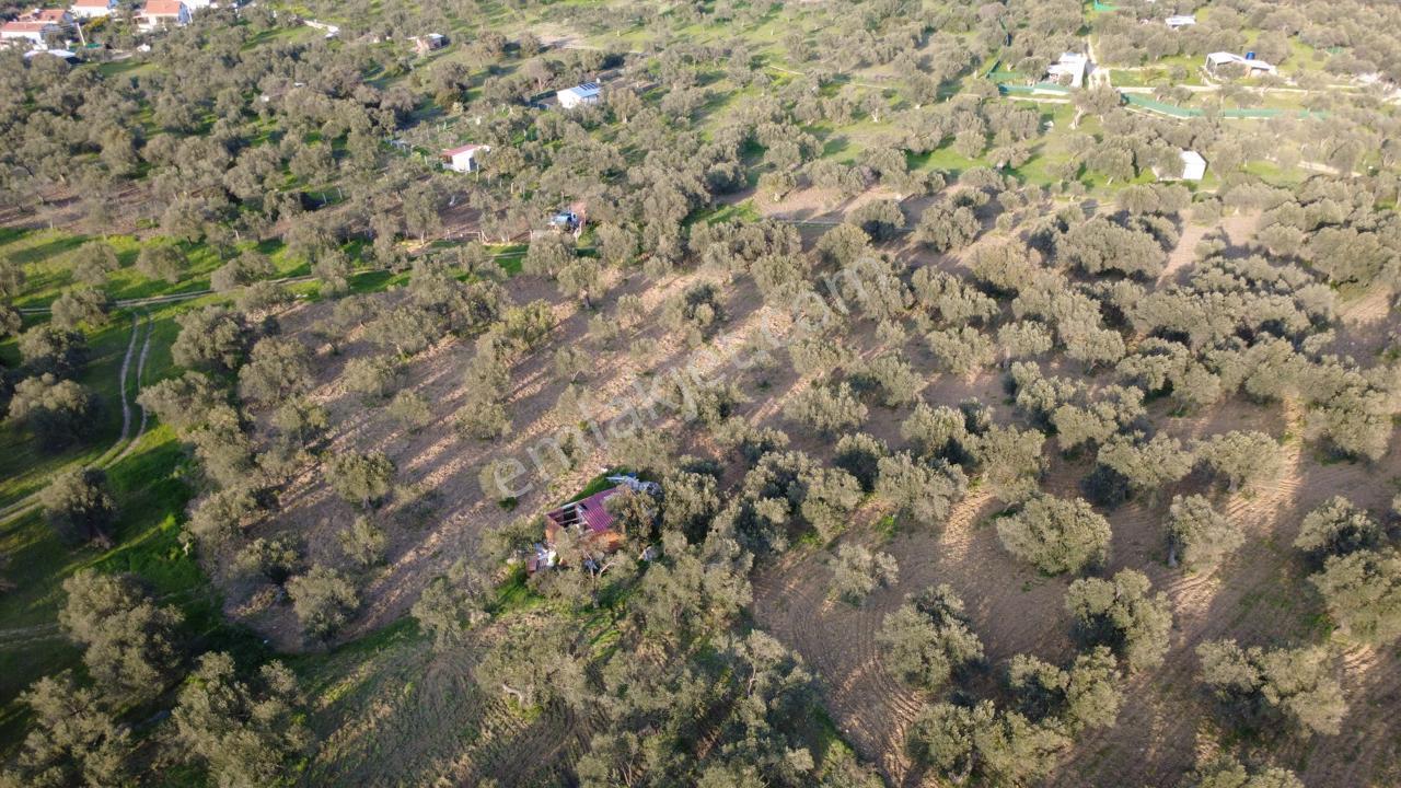 Aşağışakranda Uygulama İçerisinde İmara Açılacak 2400m2 Zeytinli - Görsel 27