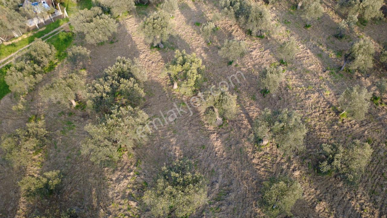Aşağışakranda Uygulama İçerisinde İmara Açılacak 2400m2 Zeytinli - Görsel 28