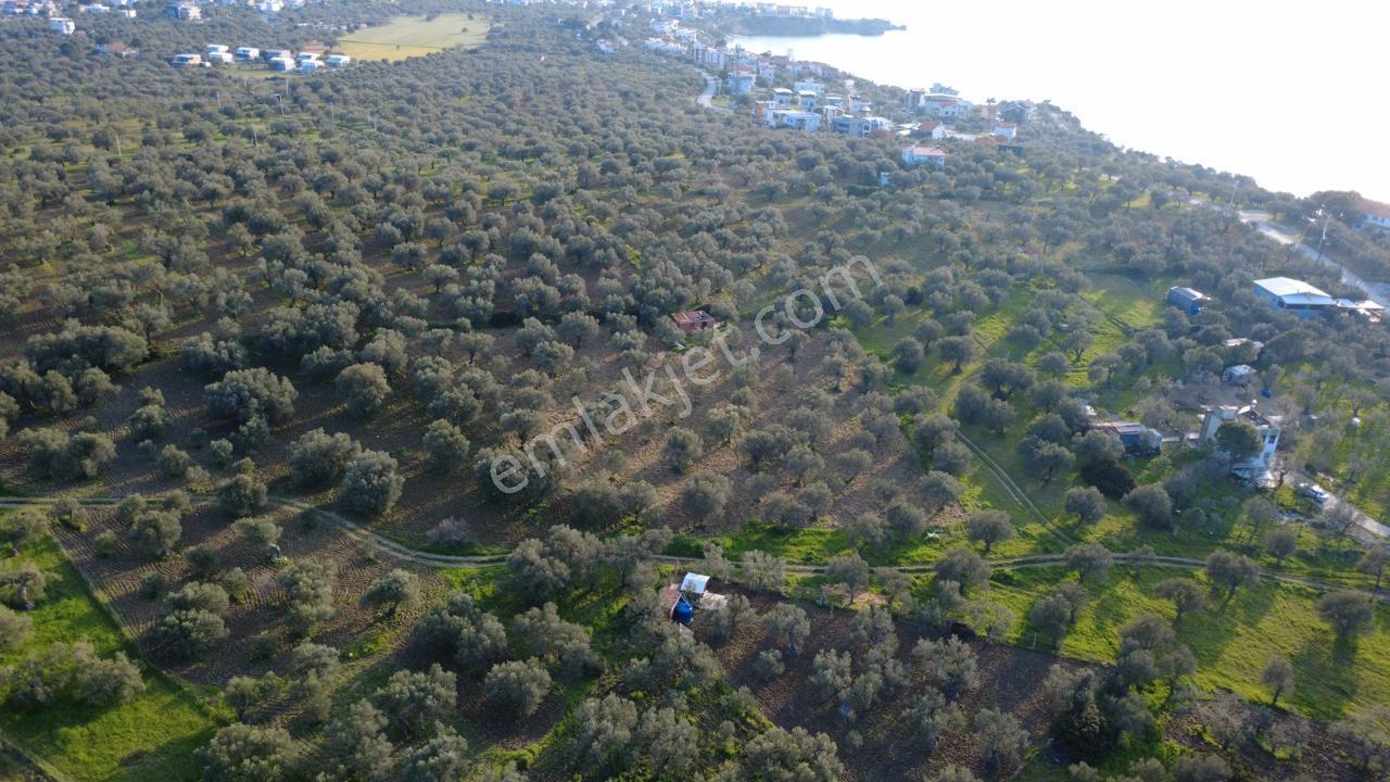 Aşağışakranda Uygulama İçerisinde İmara Açılacak 2400m2 Zeytinli - Görsel 11