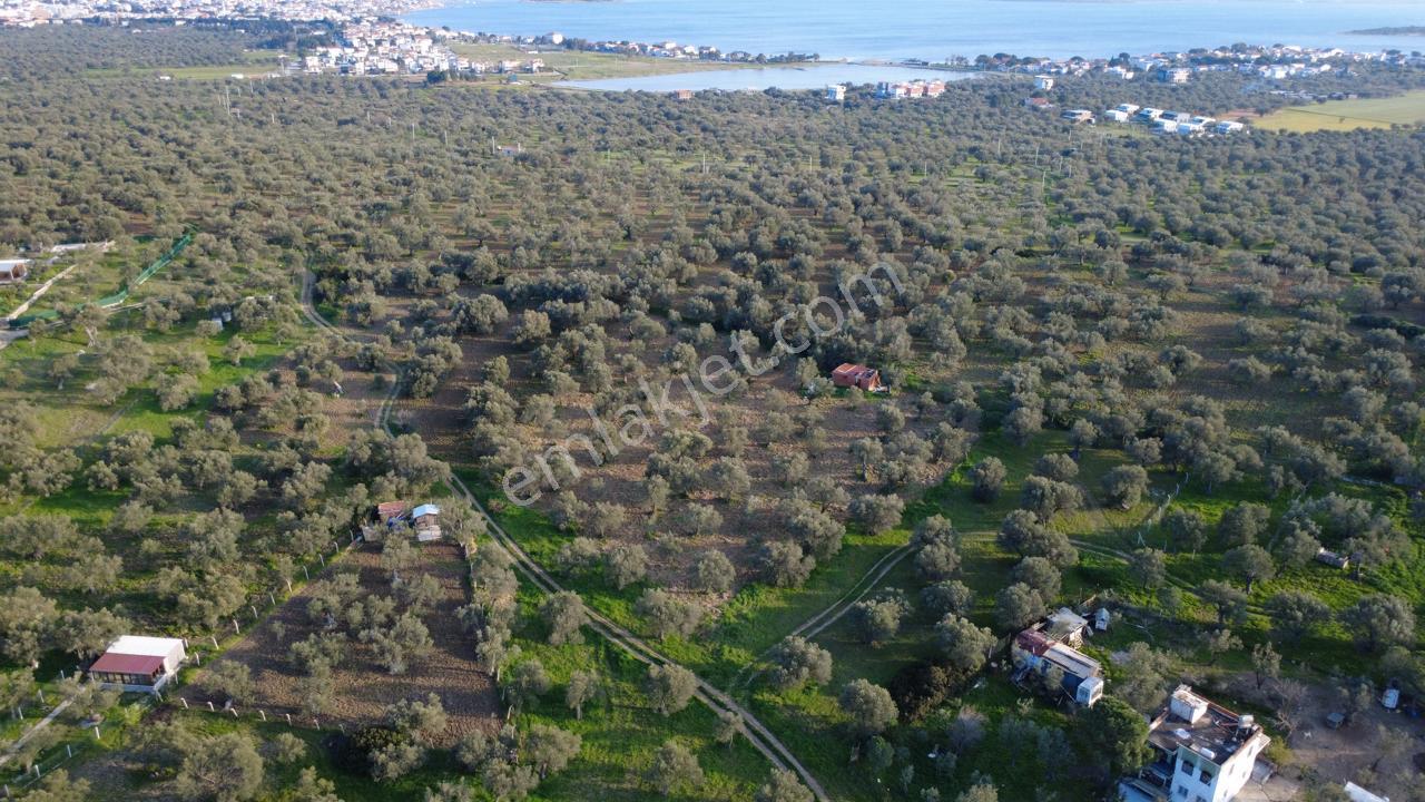 Aşağışakranda Uygulama İçerisinde İmara Açılacak 2400m2 Zeytinli - Görsel 21