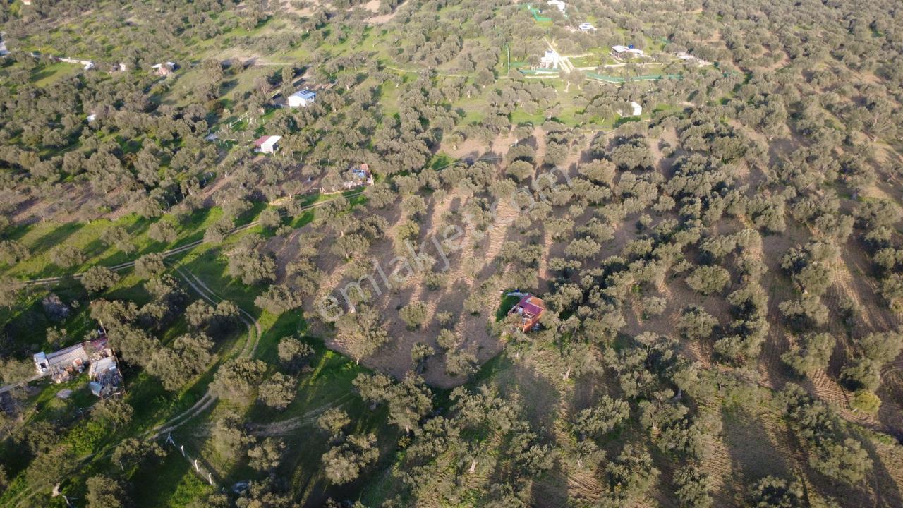 Aşağışakranda Uygulama İçerisinde İmara Açılacak 2400m2 Zeytinli - Görsel 20