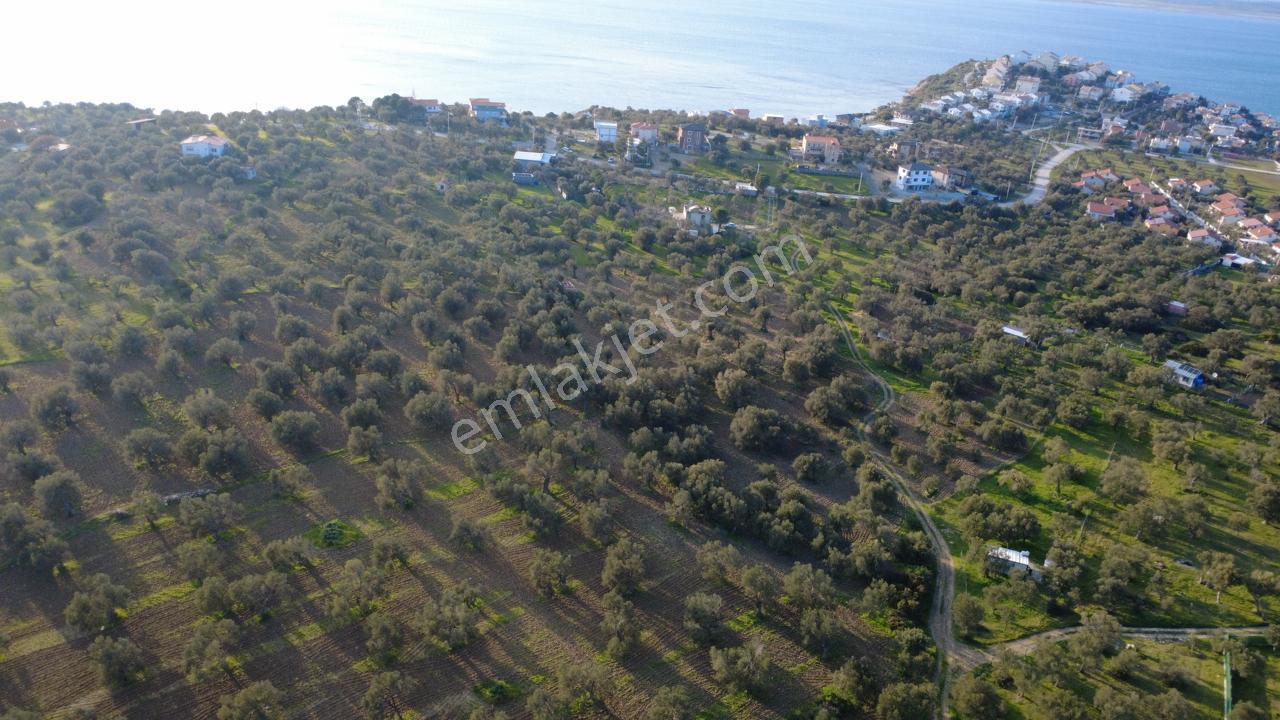 Aşağışakranda Uygulama İçerisinde İmara Açılacak 2400m2 Zeytinli - Görsel 26