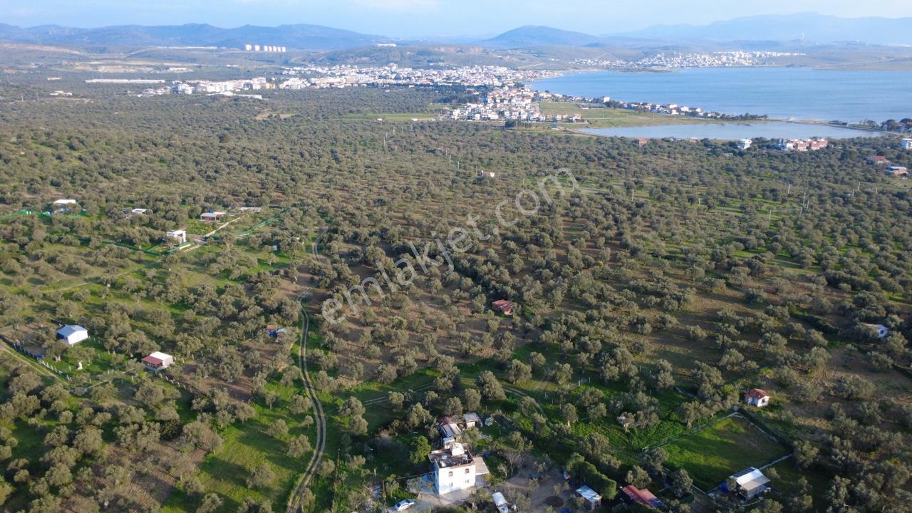 Aşağışakranda Uygulama İçerisinde İmara Açılacak 2400m2 Zeytinli - Görsel 17
