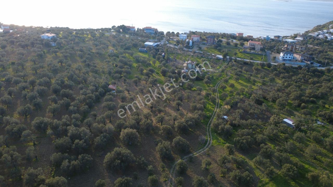 Aşağışakranda Uygulama İçerisinde İmara Açılacak 2400m2 Zeytinli - Görsel 7