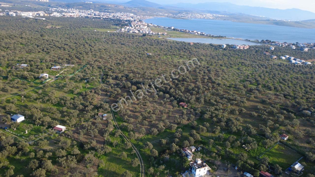 Aşağışakranda Uygulama İçerisinde İmara Açılacak 2400m2 Zeytinli - Görsel 18