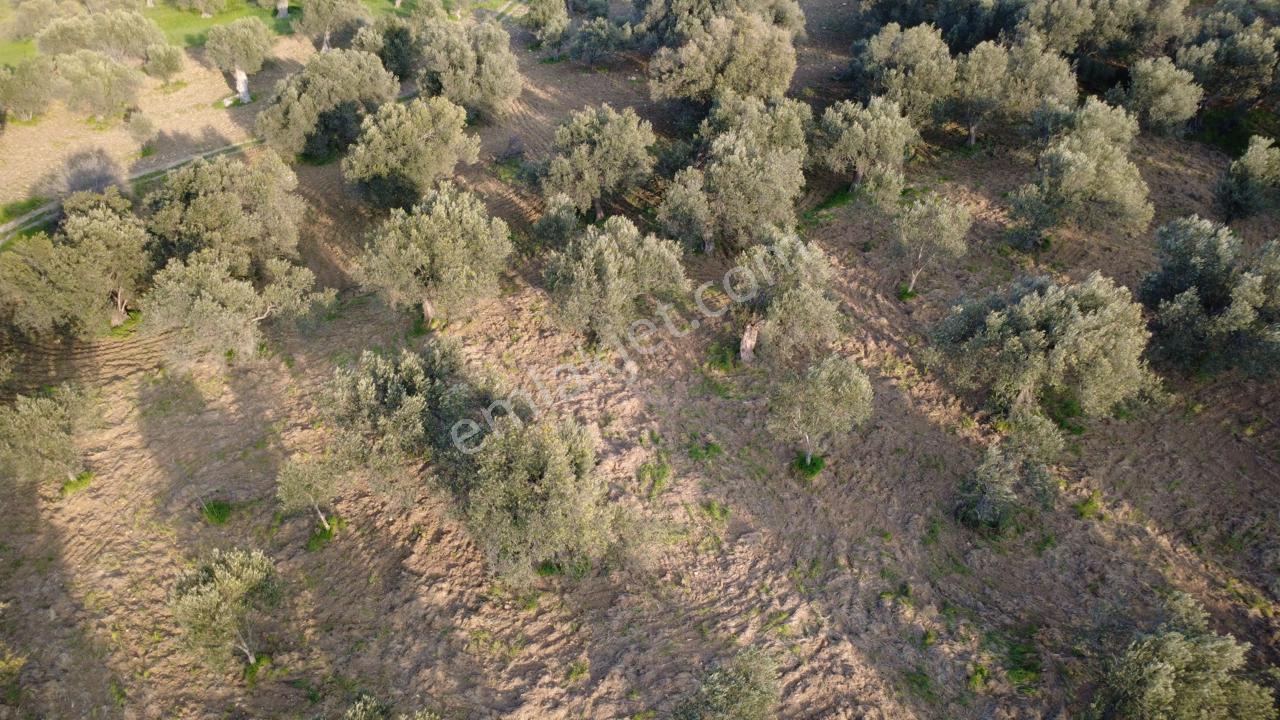 Aşağışakranda Uygulama İçerisinde İmara Açılacak 2400m2 Zeytinli - Görsel 30