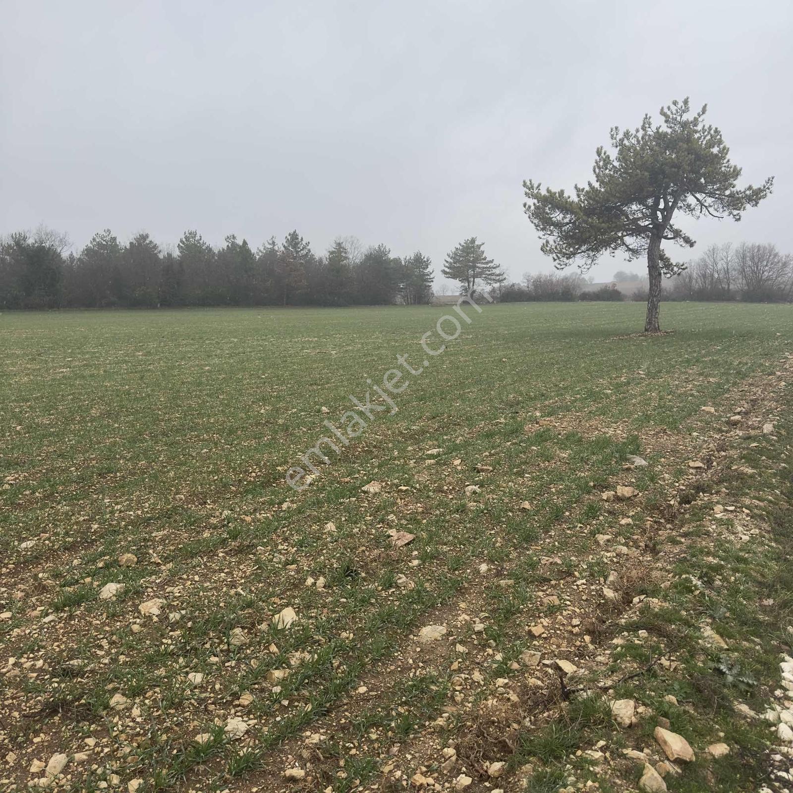 Bilecik Merkez Kınık'ta 7.350 M² Müstakil Tapulu Çiftlik Arazisi - Görsel 35