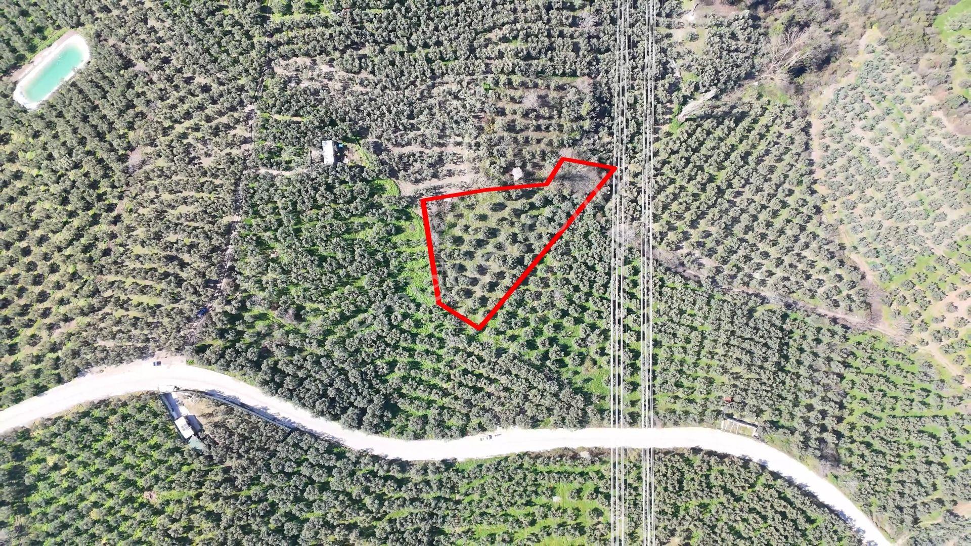 C21 Cius;katırlı'da Satılık 2384 M² Bakımlı Zeytinlik