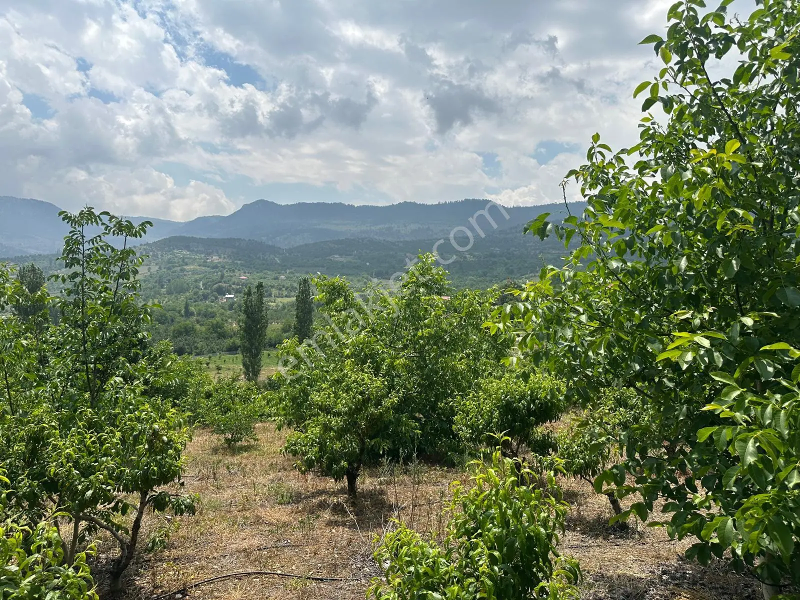 Bolkar Emlaktan Arslanköy Yedigözde 3.500 M² Meyve Bahçesi - Görsel 4