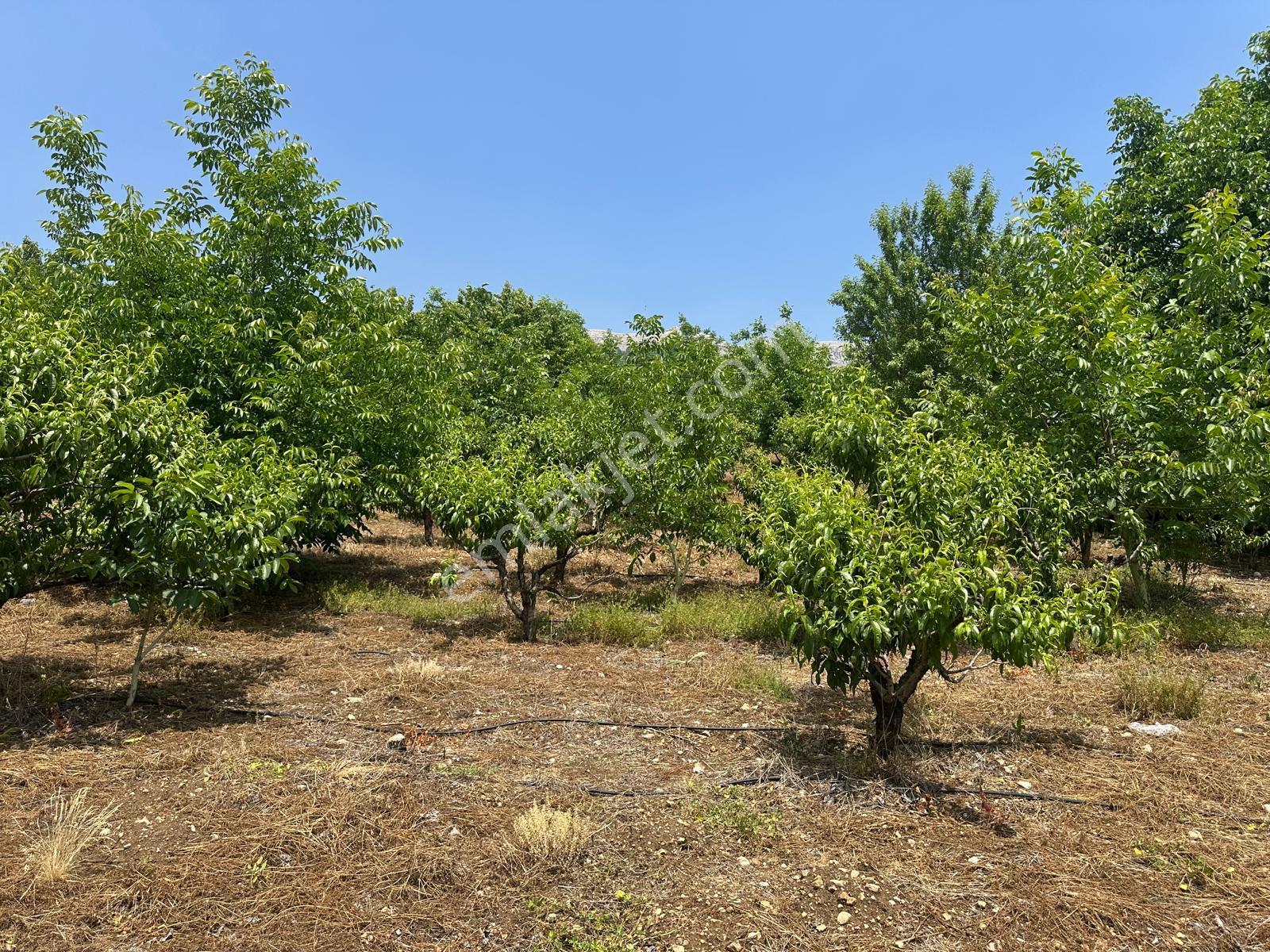Bolkar Emlaktan Arslanköy Yedigözde 3.500 M² Meyve Bahçesi - Görsel 13