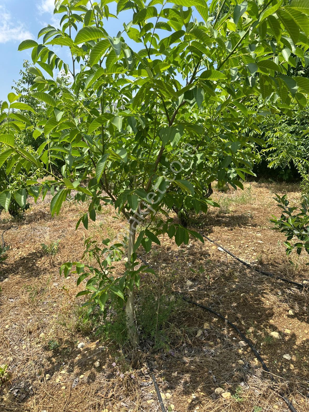 Bolkar Emlaktan Arslanköy Yedigözde 3.500 M² Meyve Bahçesi - Görsel 11