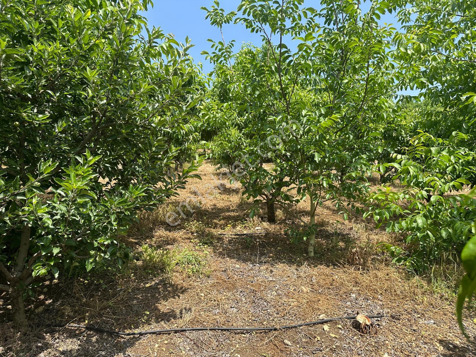 Bolkar Emlaktan Arslanköy Yedigözde 3.500 M² Meyve Bahçesi - Görsel 3