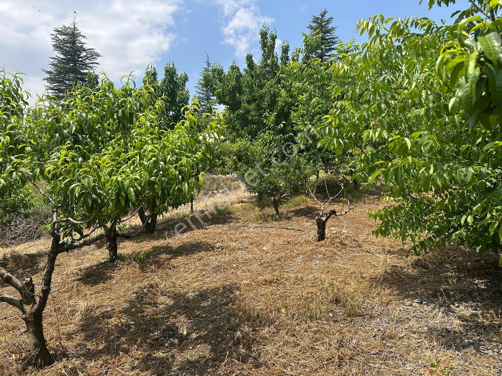 Bolkar Emlaktan Arslanköy Yedigözde 3.500 M² Meyve Bahçesi - Görsel 19