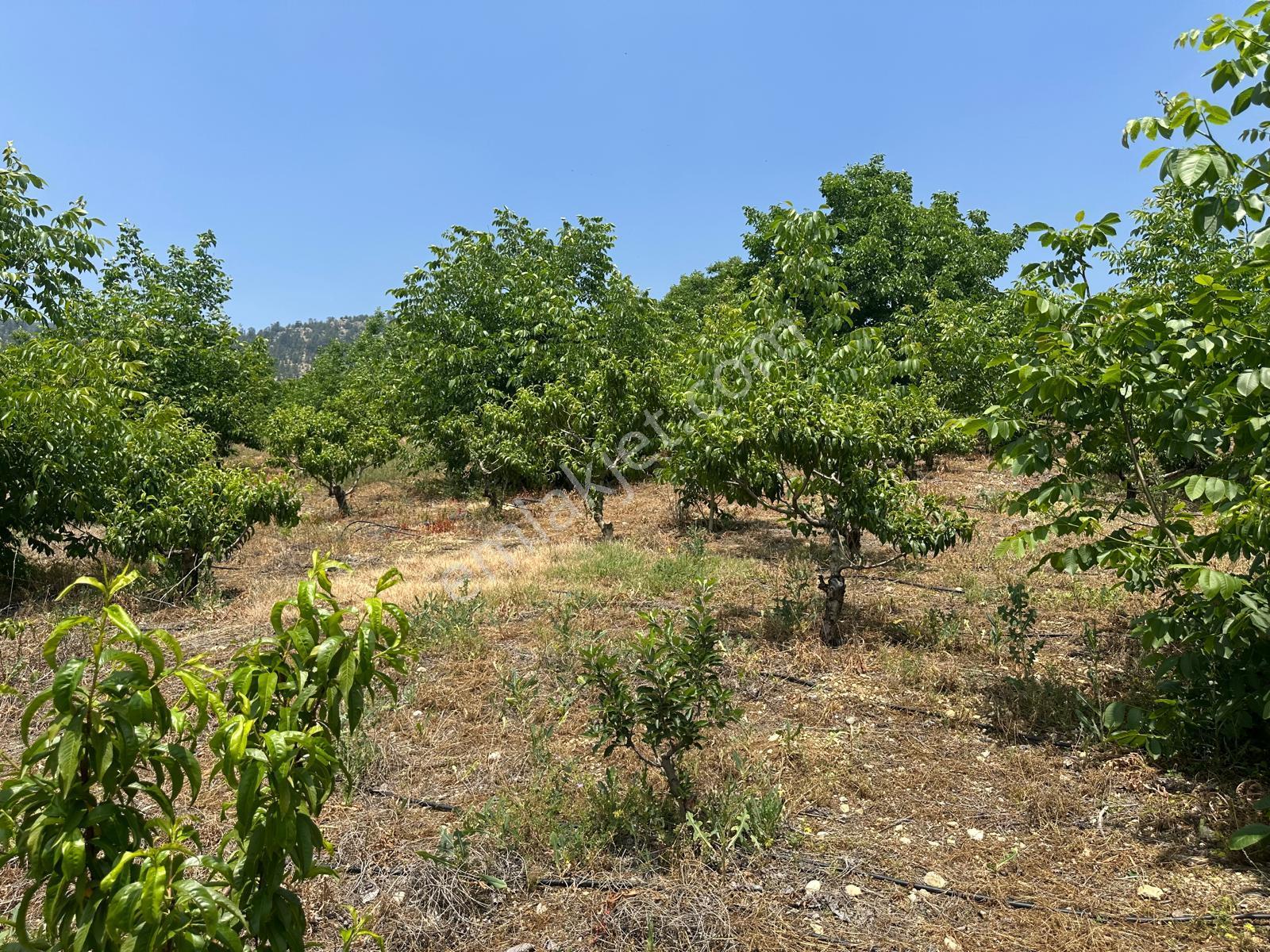 Bolkar Emlaktan Arslanköy Yedigözde 3.500 M² Meyve Bahçesi - Görsel 8