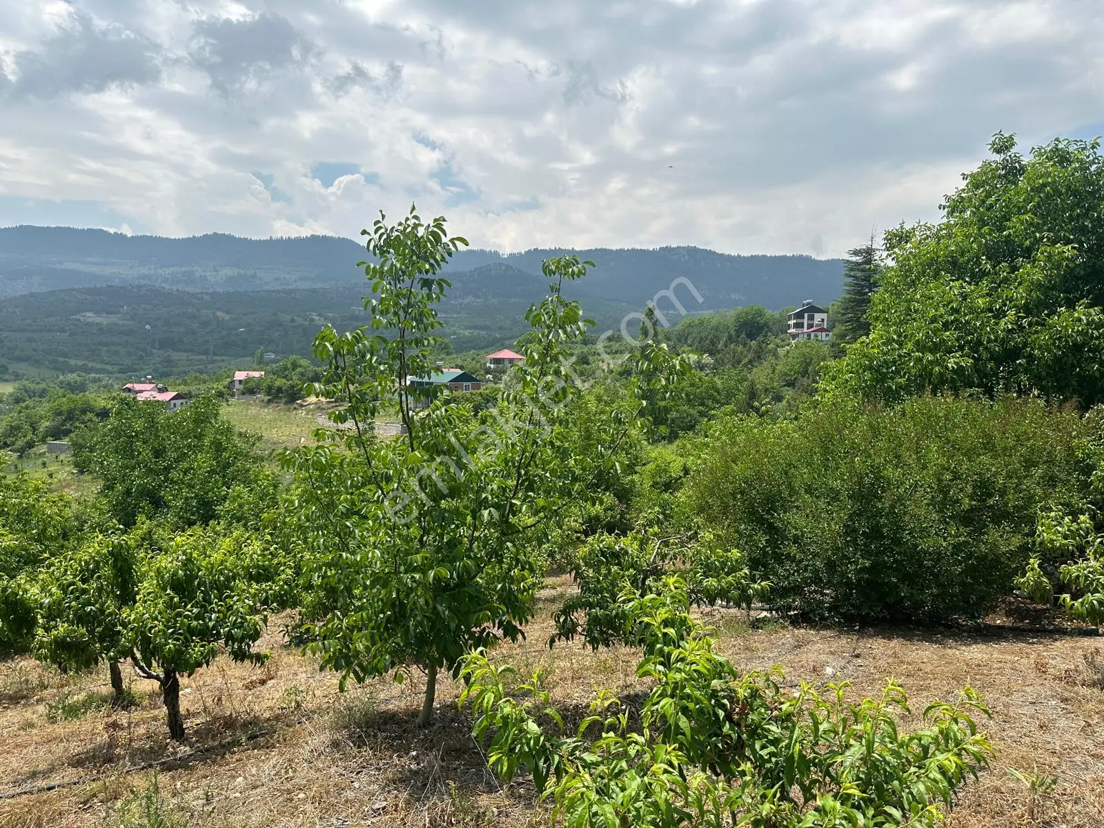 Bolkar Emlaktan Arslanköy Yedigözde 3.500 M² Meyve Bahçesi - Görsel 6