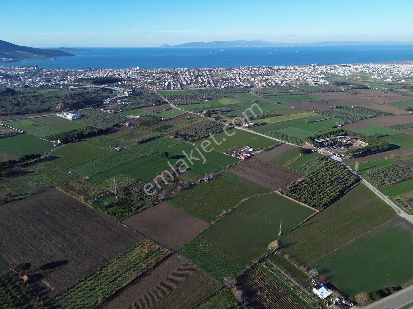 Dikili İsmetpaşada Merkeze Yakın 13 Dönüm Satılık Arazi