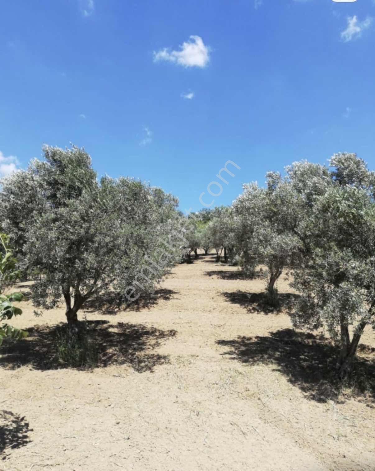 Şarköy Mursallı'da İçinde Zeytin Ağacı Olan Satılık Bağ Yeri - Görsel 2