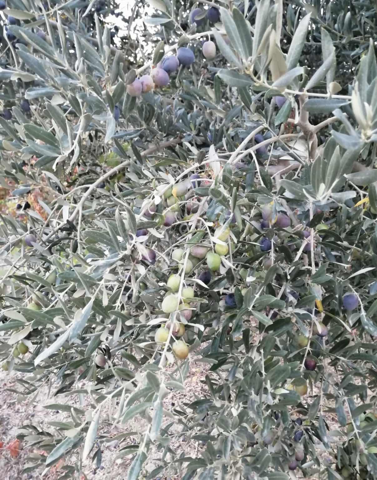 Şarköy Mursallı'da İçinde Zeytin Ağacı Olan Satılık Bağ Yeri
