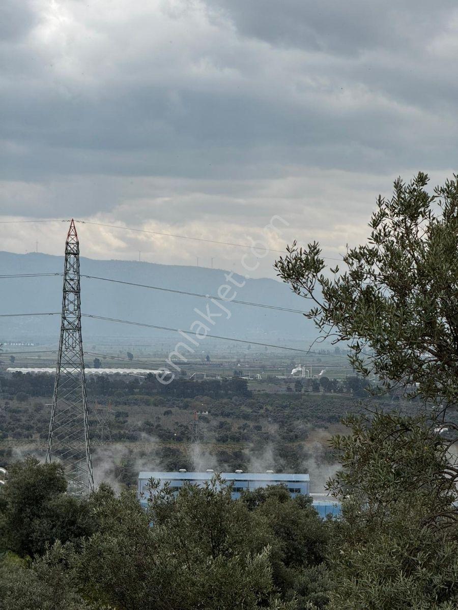 Aydın Germencik Alangüllüde Satılık Zeytinlik - Görsel 6