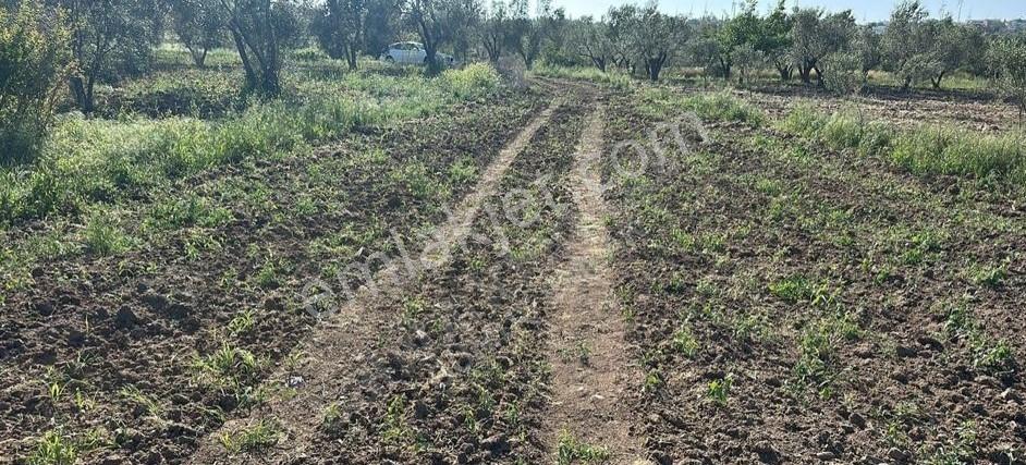 Çanakkale Ezine Üvecik Köyü Satılık Arazi - Görsel 5