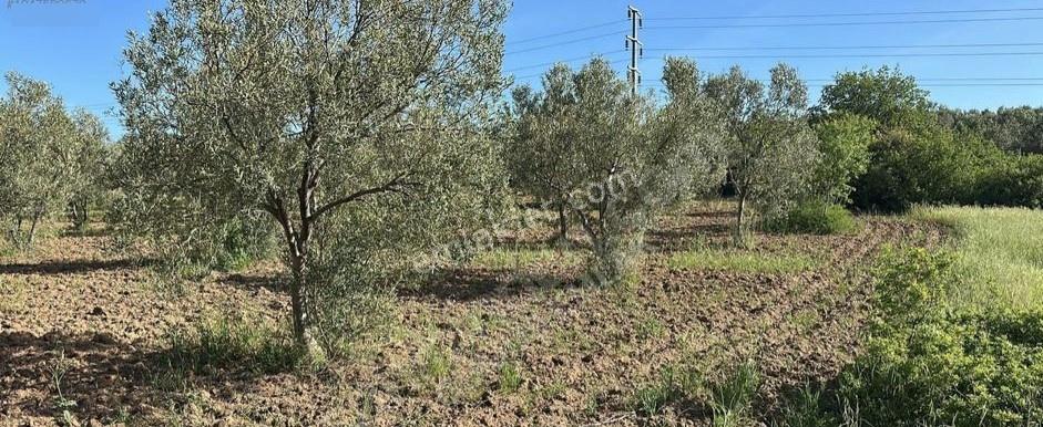 Çanakkale Ezine Üvecik Köyü Satılık Arazi - Görsel 2